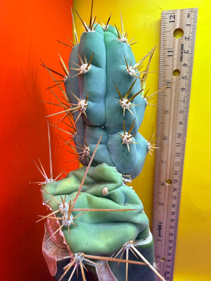Grafted Bruce’s Dragon