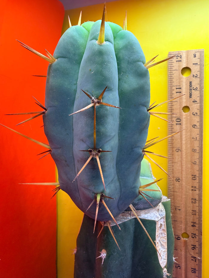 Grafted El Serpieñté