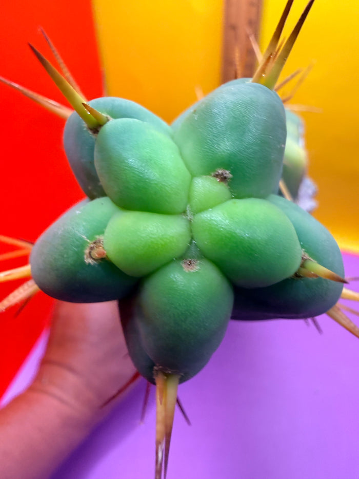 Grafted El Serpieñté
