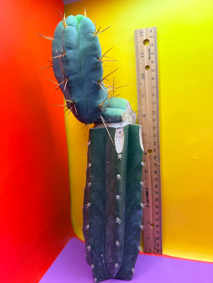 Grafted El Serpieñté