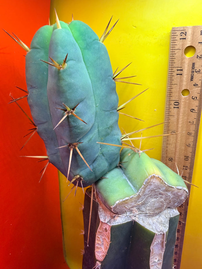 Grafted El Serpieñté