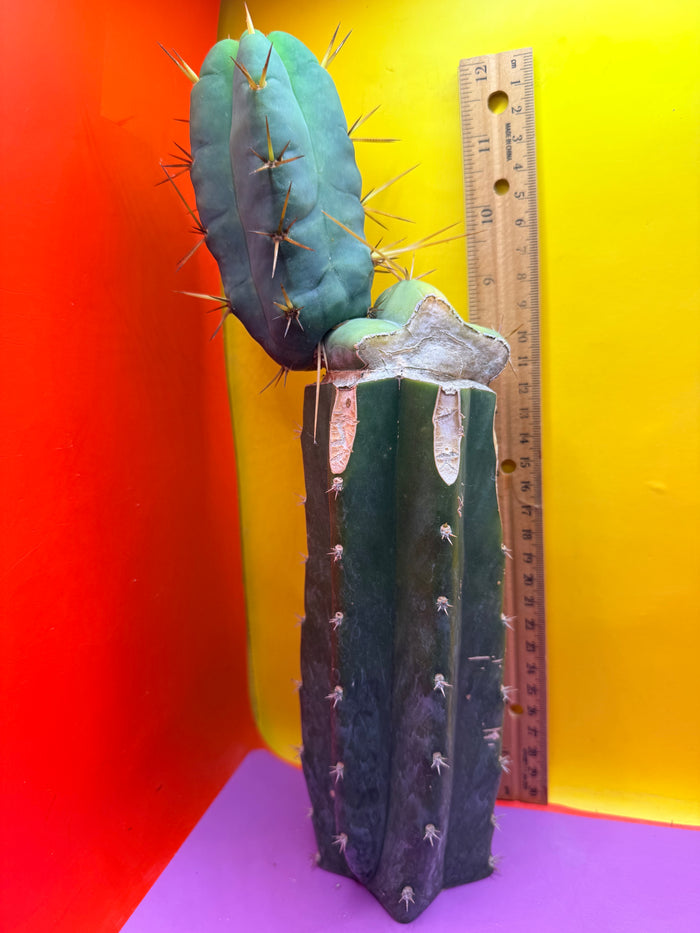 Grafted El Serpieñté