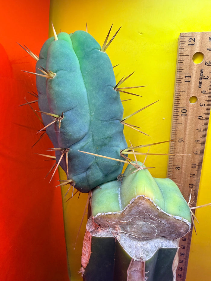 Grafted El Serpieñté