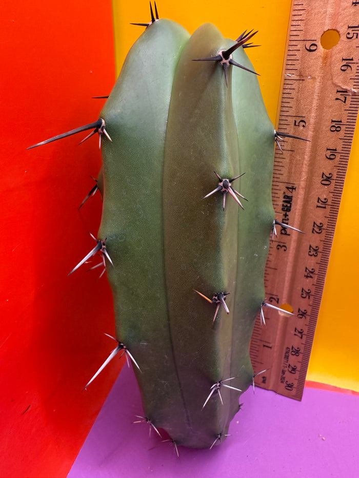 GREEN Myrtillocactus !!