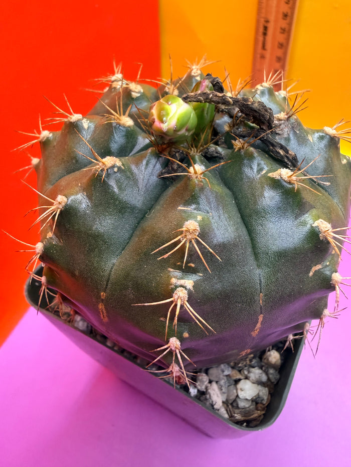 Gymnocalycium