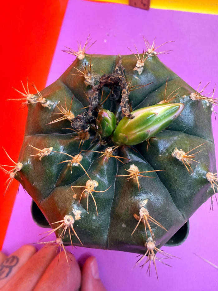 Gymnocalycium