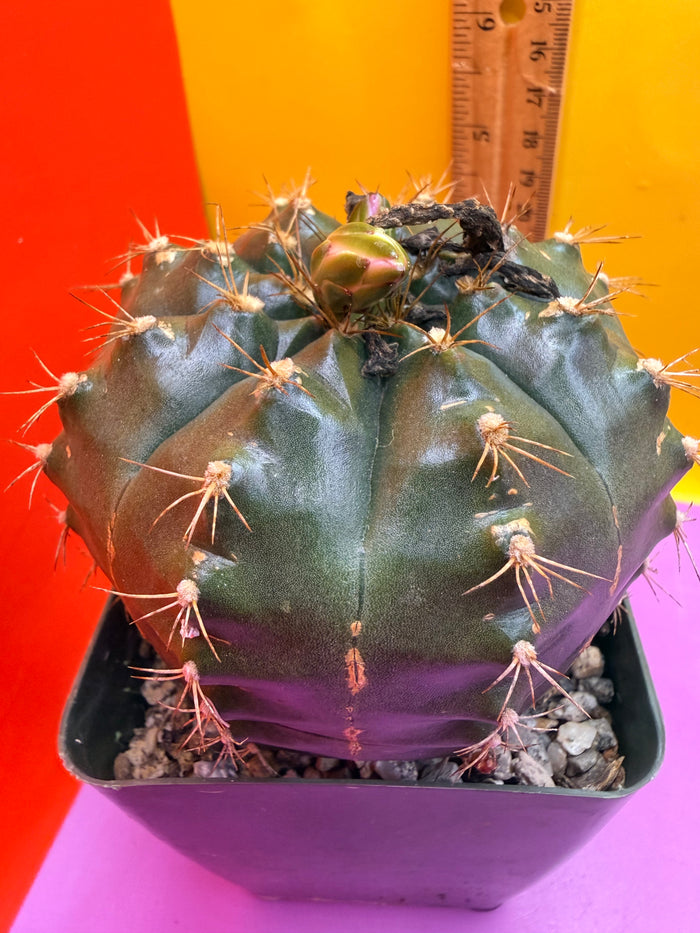 Gymnocalycium