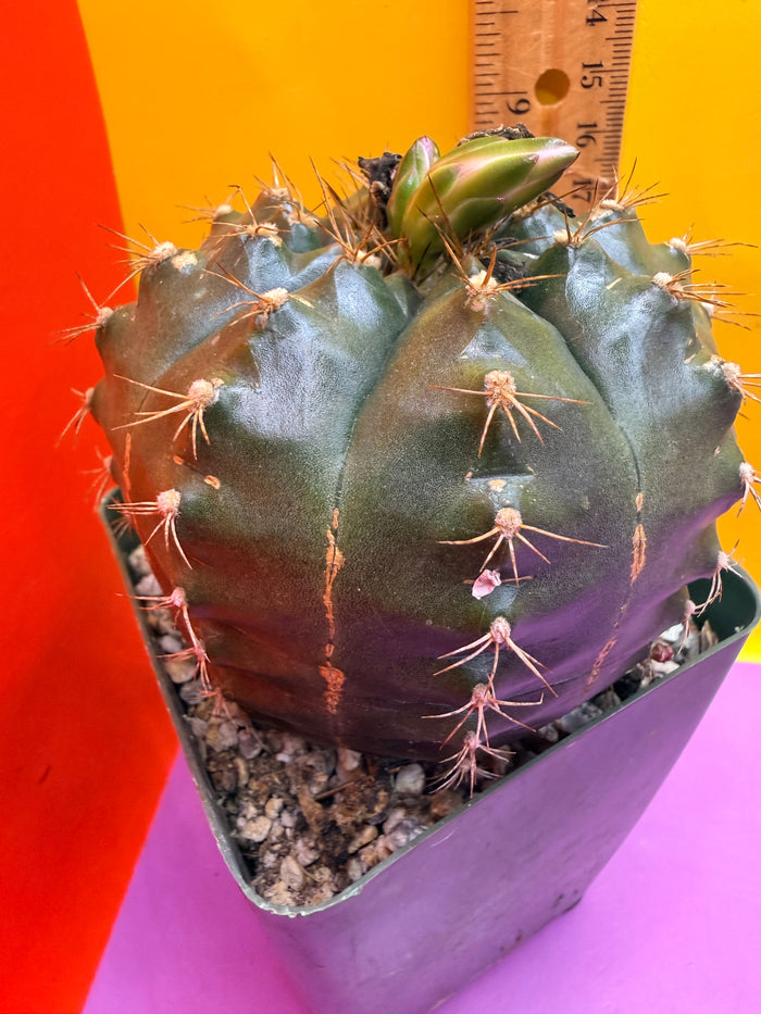 Gymnocalycium