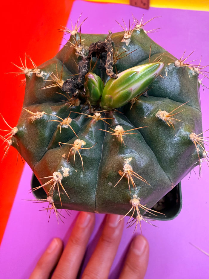 Gymnocalycium