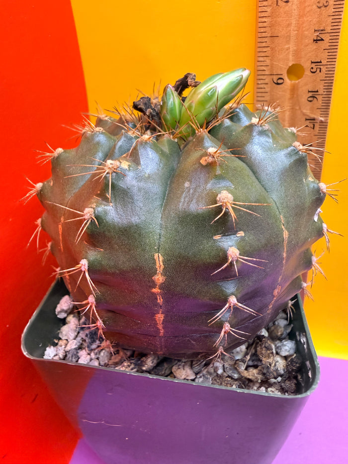 Gymnocalycium