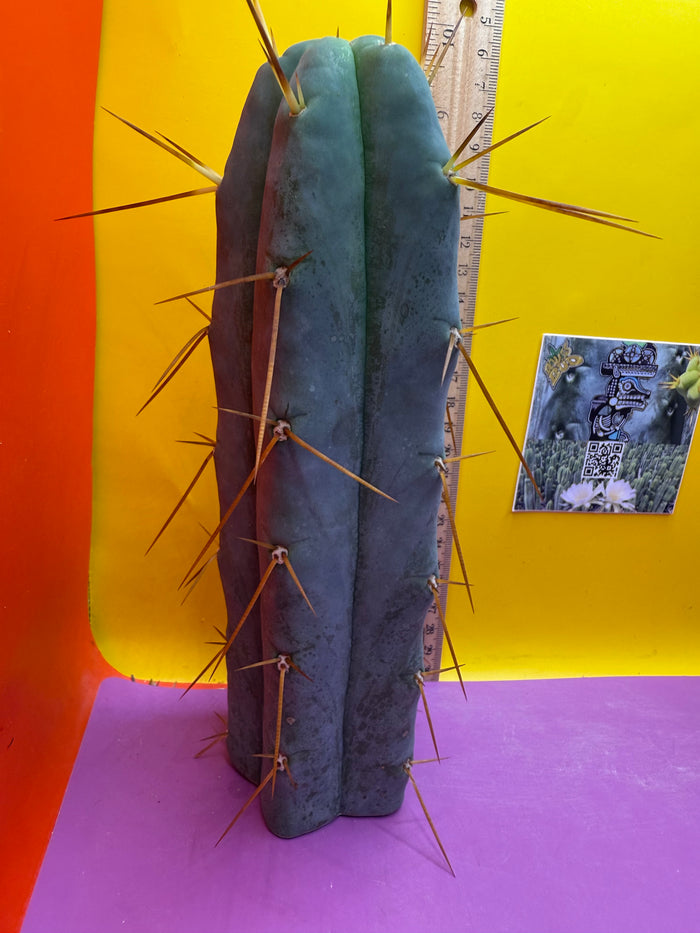 “H1” Trichocereus Bridgesii