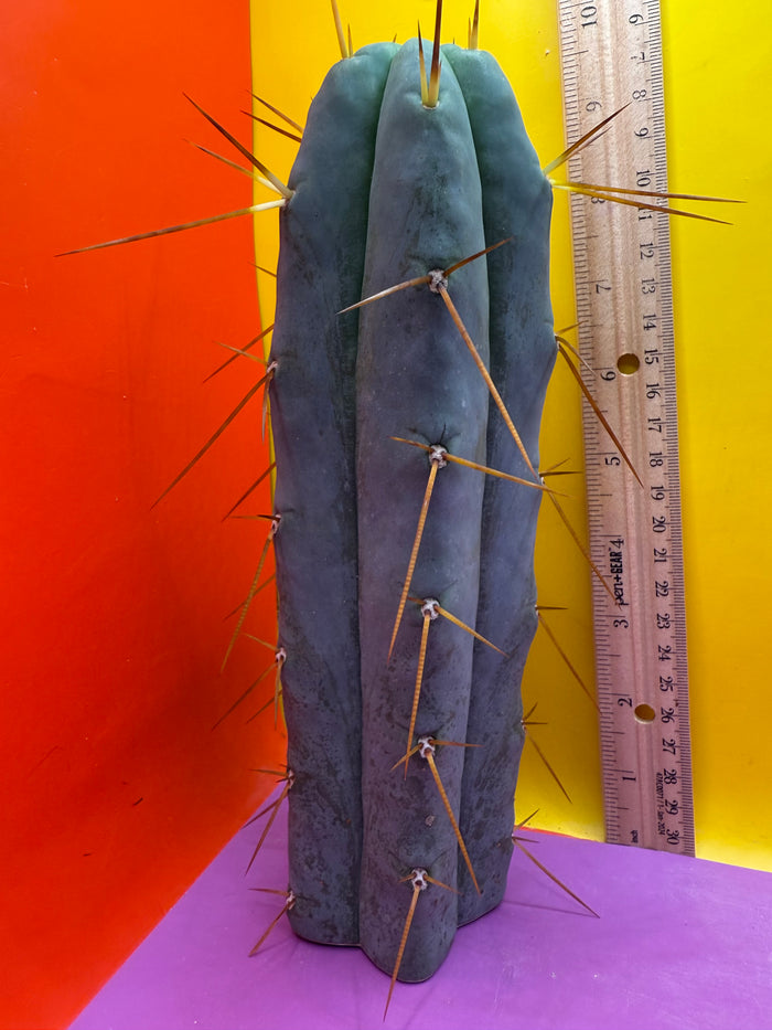“H1” Trichocereus Bridgesii