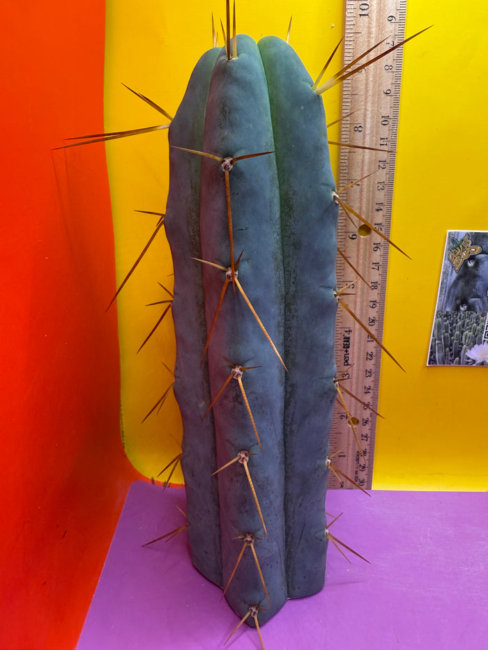 “H1” Trichocereus Bridgesii