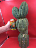 HUGE CAHUILLA Dicot , double header !