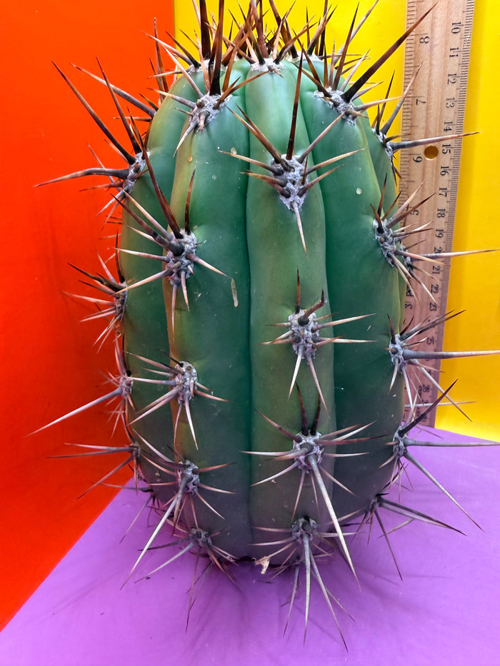 Huge San Pedro Cactus 🌶️Trichocereus Tacaquirensis over 4” thick !