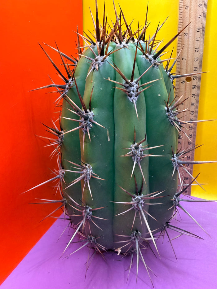 Huge San Pedro Cactus 🌶️Trichocereus Tacaquirensis over 4” thick !