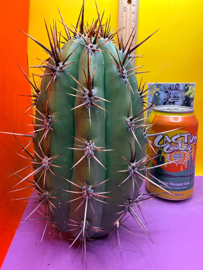 Huge San Pedro Cactus 🌶️Trichocereus Tacaquirensis over 4” thick !