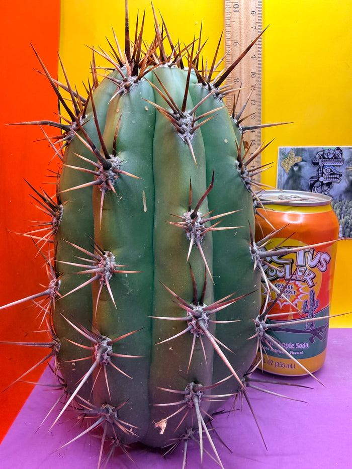 Huge San Pedro Cactus 🌶️Trichocereus Tacaquirensis over 4” thick !
