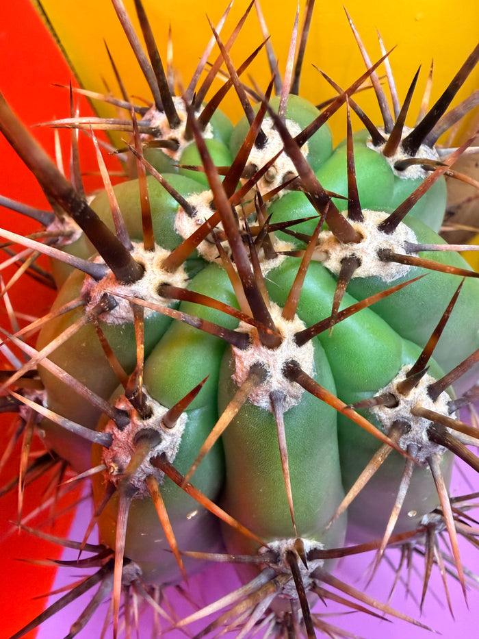 Huge San Pedro Cactus 🌶️Trichocereus Tacaquirensis over 4” thick !