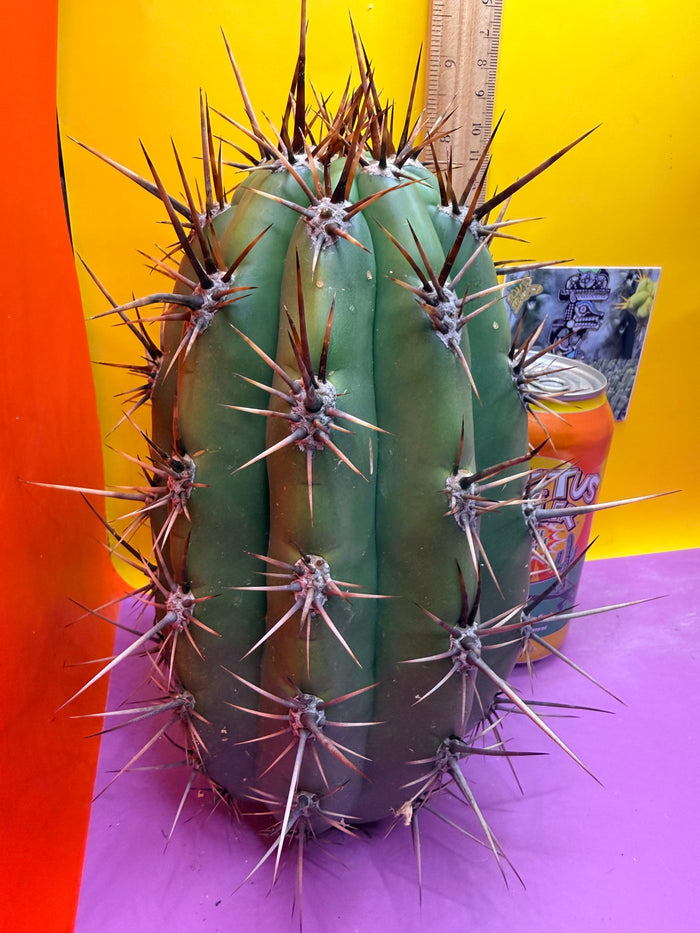 Huge San Pedro Cactus 🌶️Trichocereus Tacaquirensis over 4” thick !