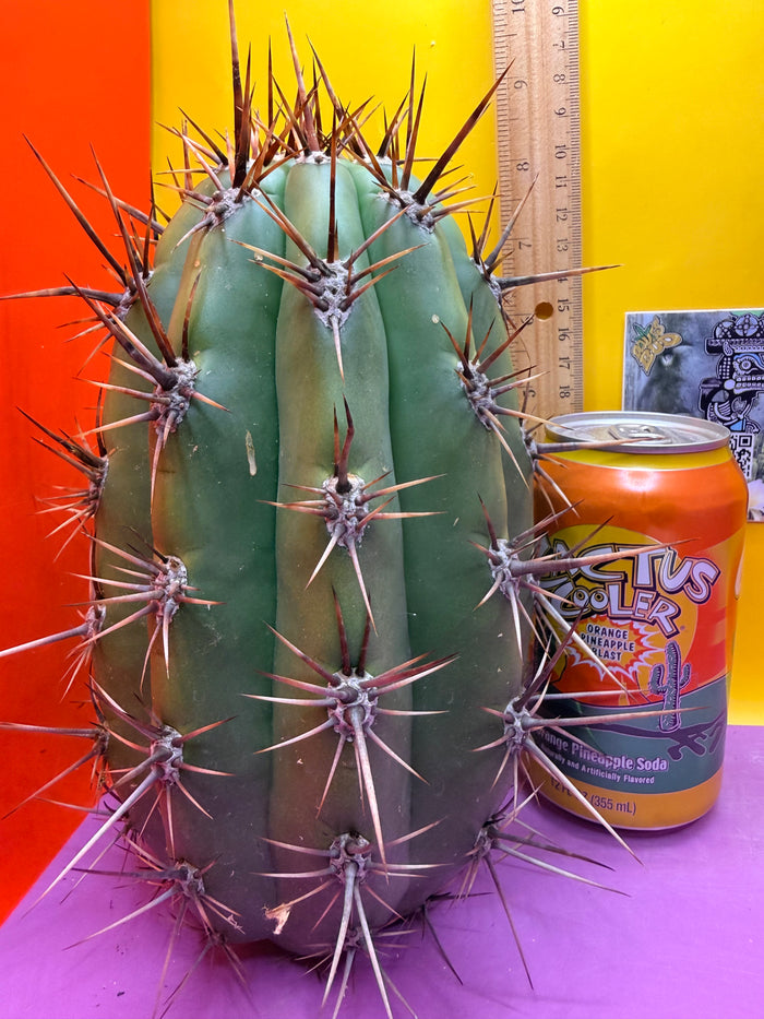 Huge San Pedro Cactus 🌶️Trichocereus Tacaquirensis over 4” thick !