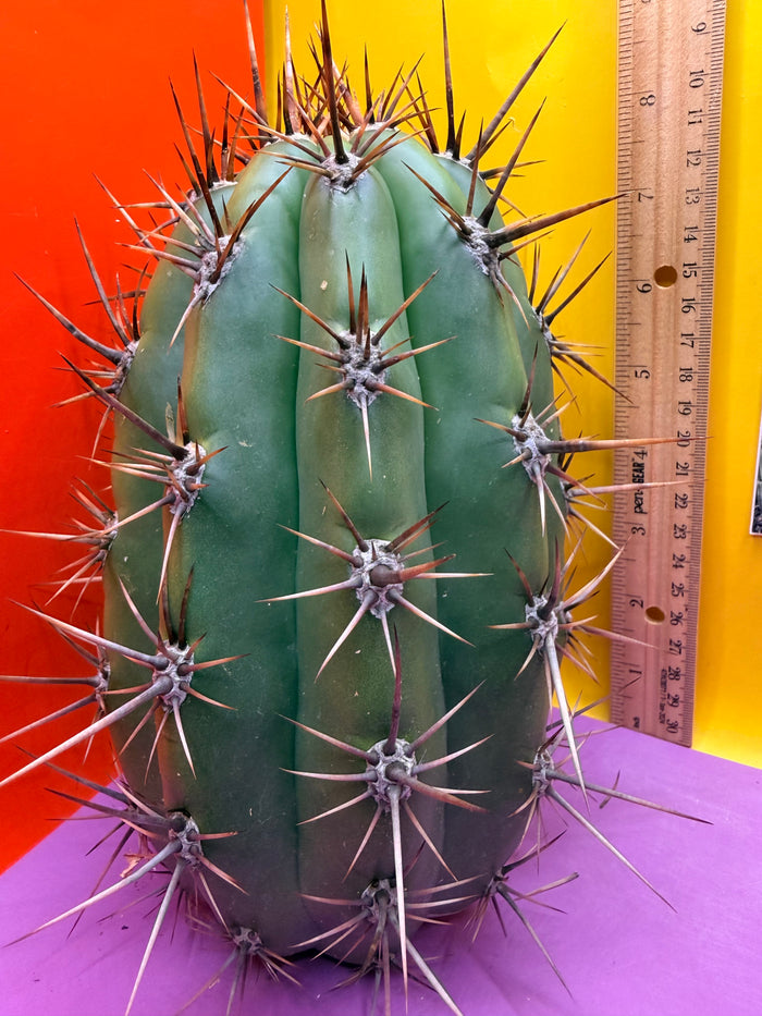 Huge San Pedro Cactus 🌶️Trichocereus Tacaquirensis over 4” thick !