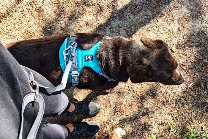 Hurtta - Rover Harness