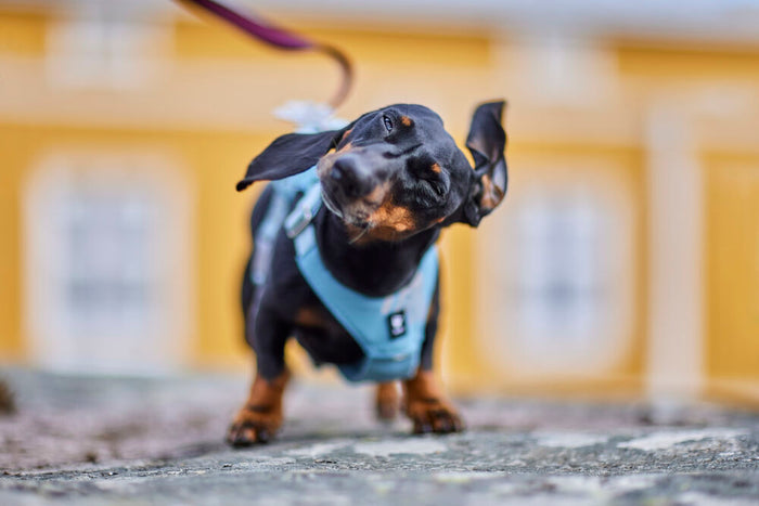 Hurtta - Seeker Harness