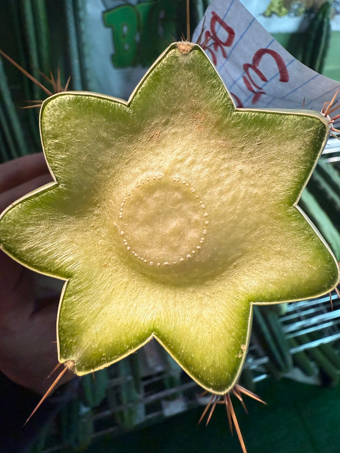 Icaro DNA !