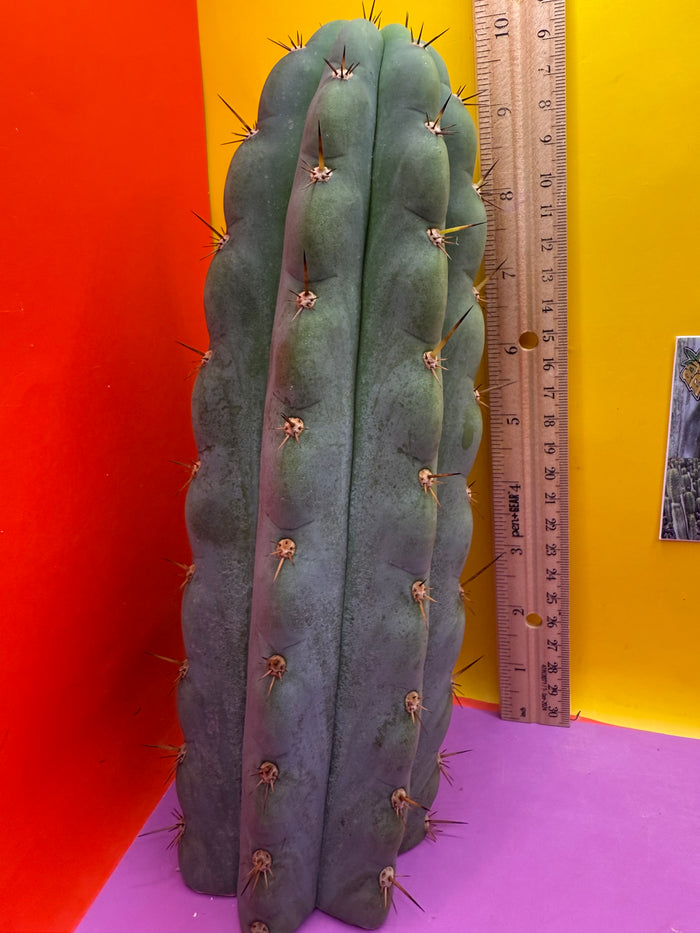 Icaros !! HUGE SAN PEDRO CACTUS