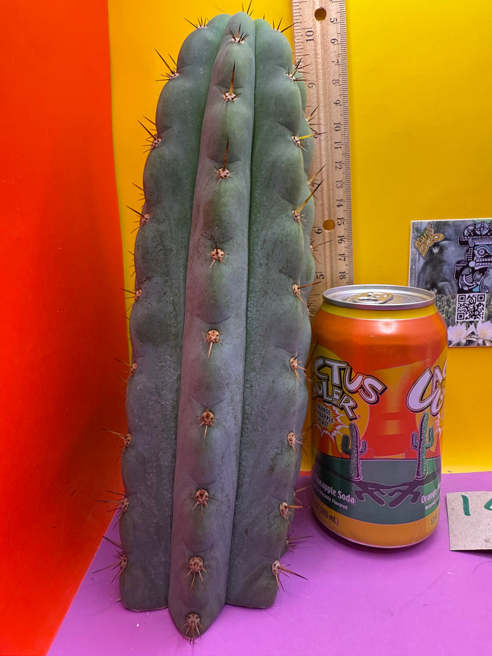 Icaros !! HUGE SAN PEDRO CACTUS