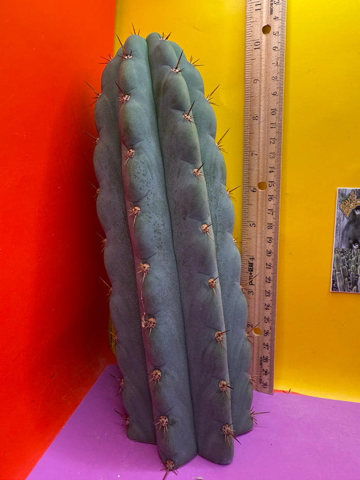 Icaros !! HUGE SAN PEDRO CACTUS