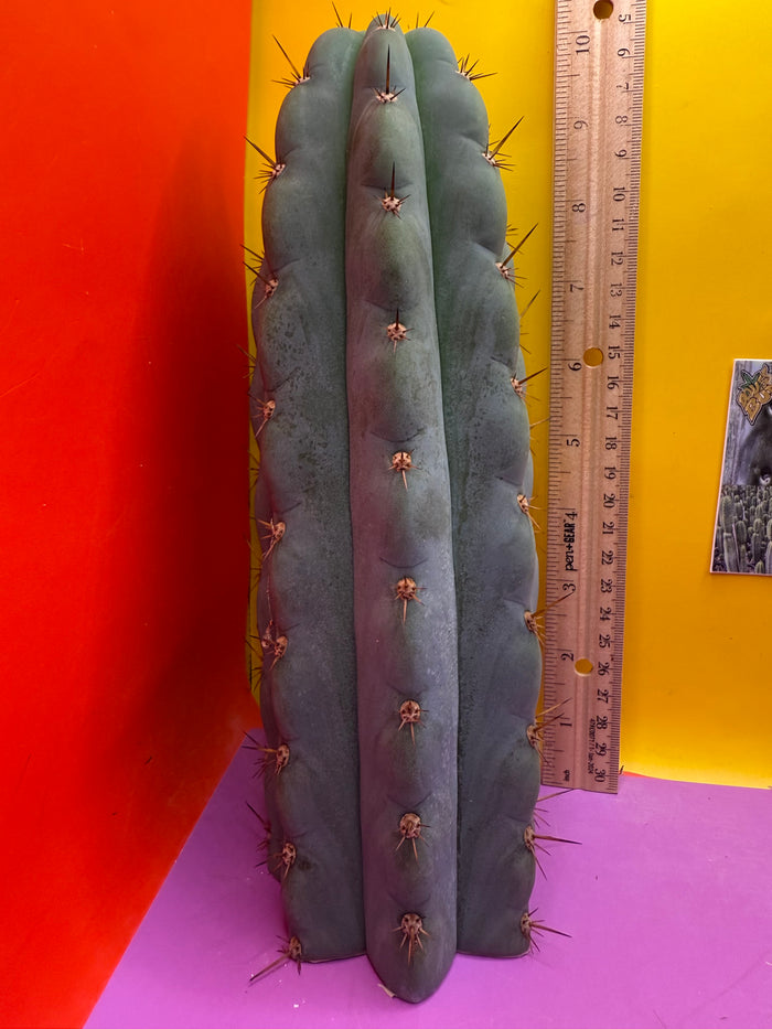 Icaros !! HUGE SAN PEDRO CACTUS