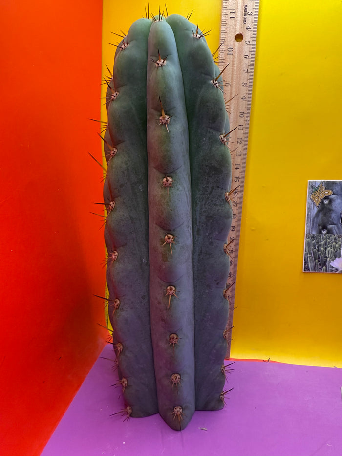 Icaros !! HUGE SAN PEDRO CACTUS