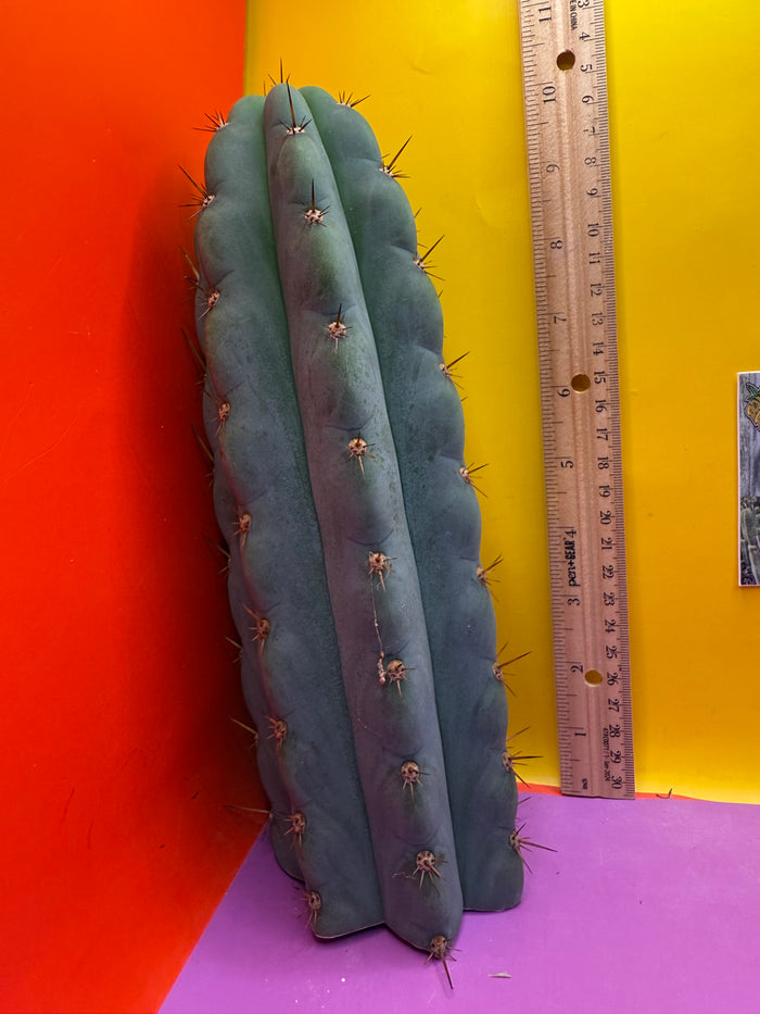 Icaros !! HUGE SAN PEDRO CACTUS