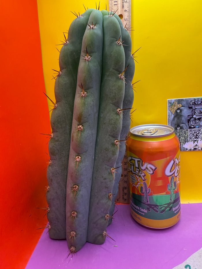 Icaros !! HUGE SAN PEDRO CACTUS
