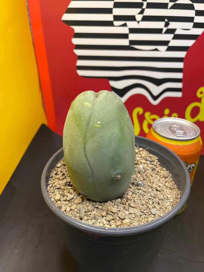 TRICHOCEREUS B MONSTROSE !