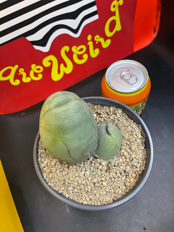 TRICHOCEREUS B MONSTROSE !