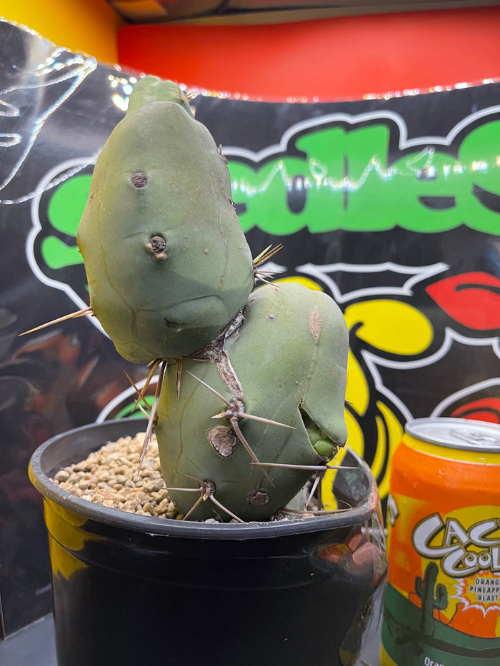 Tbm CACTUS !!!
