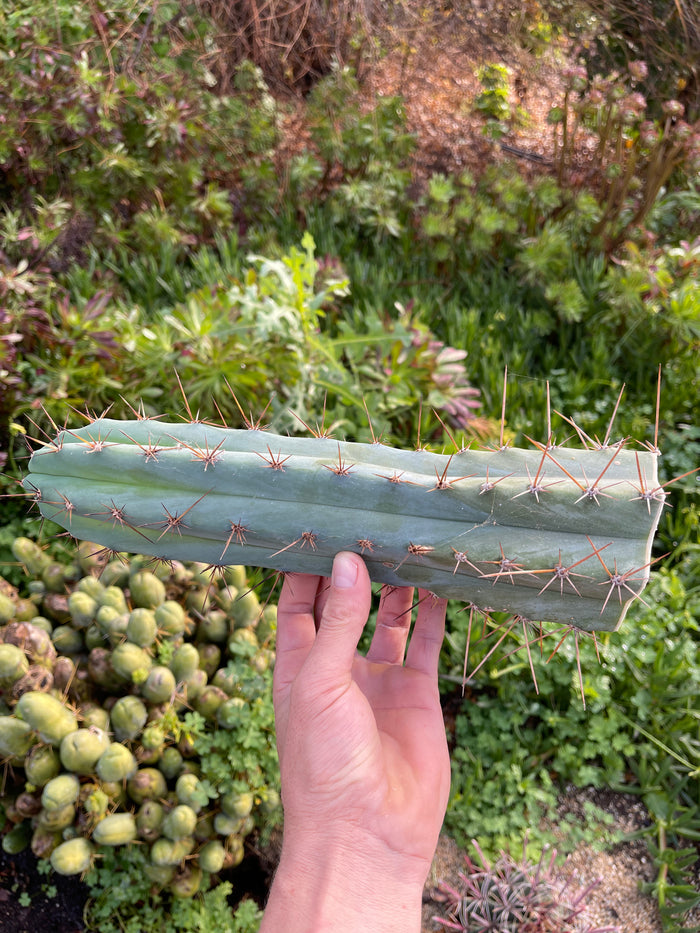 Spicy 🌶️ Spiky San Pedro TRICHOCEREUS PERUVIANUS
