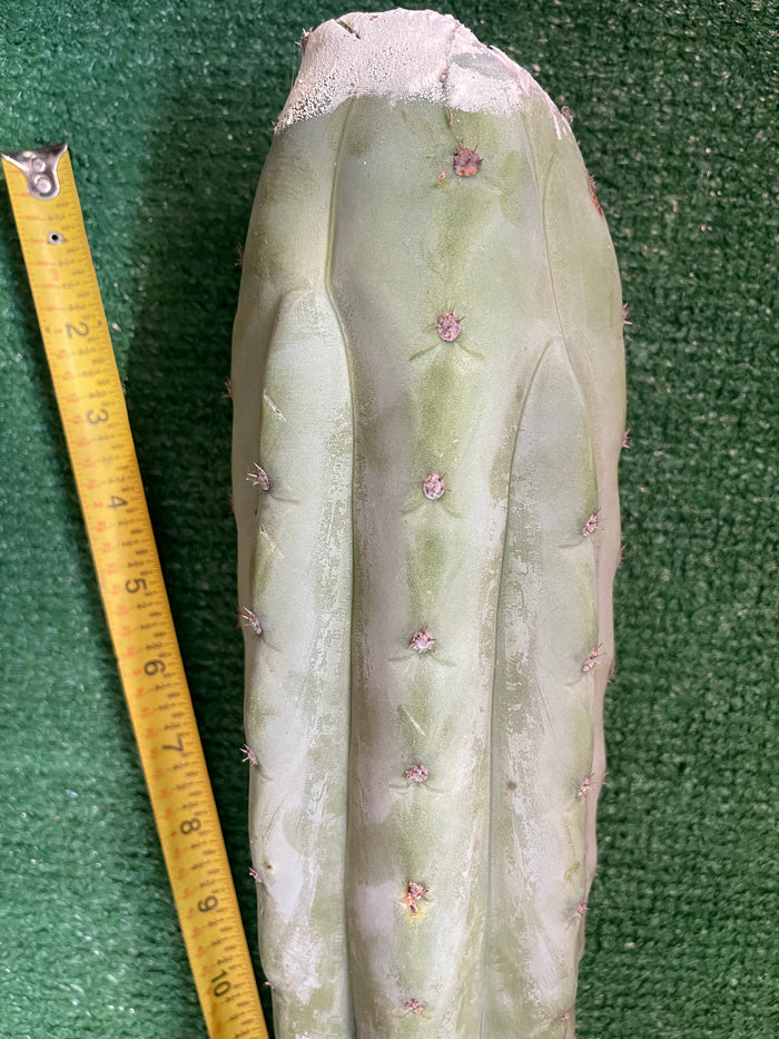 Blue Juuls Giant