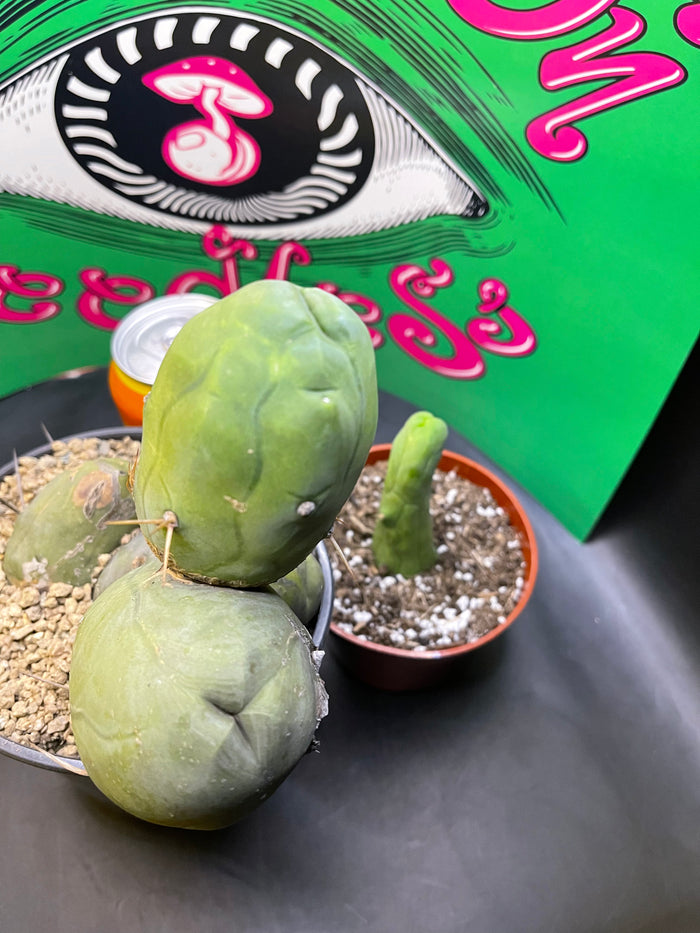 TBM - CACTUS 🌵