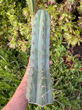 Spicy 🌶️ Spiky San Pedro TRICHOCEREUS PERUVIANUS