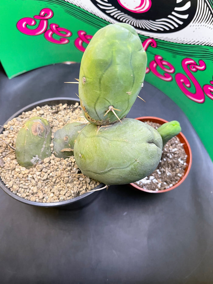 TBM - CACTUS 🌵