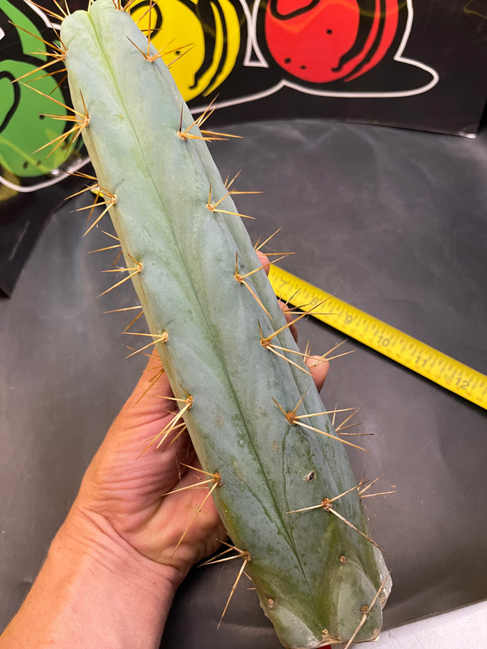 San Pedro cactus !