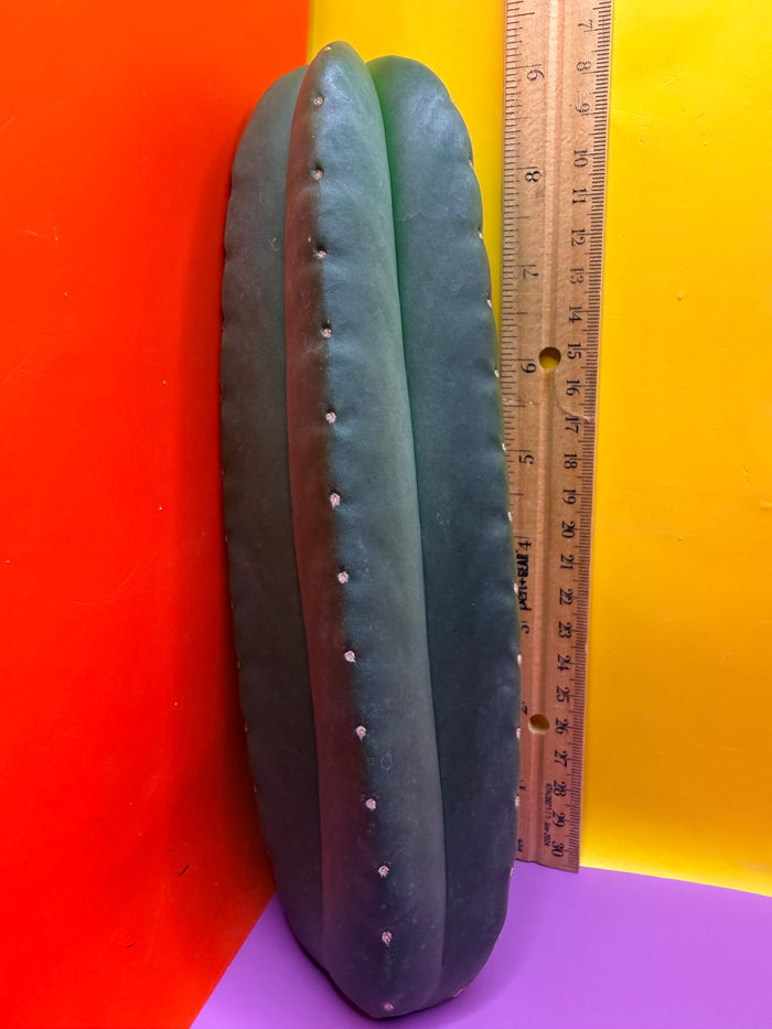 JUICE BOX 🧃! Trichocereus  Scopulicola