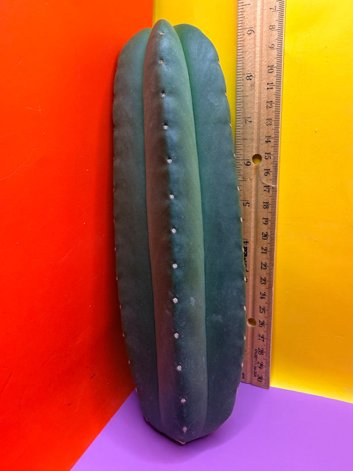 JUICE BOX 🧃! Trichocereus  Scopulicola