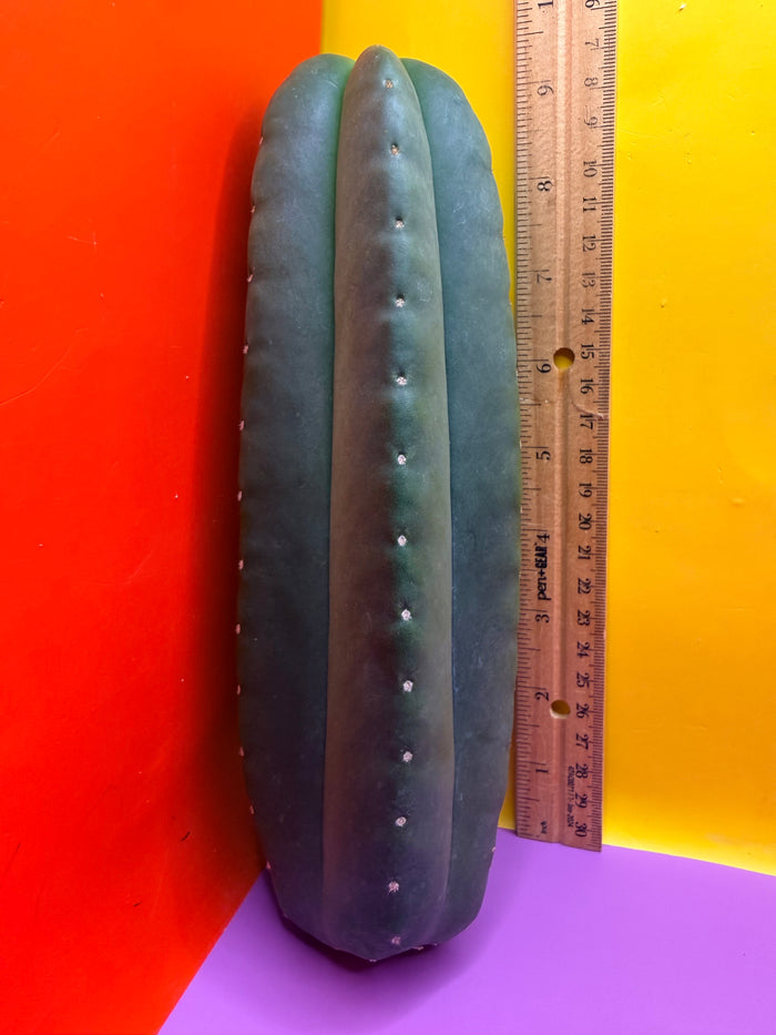 JUICE BOX 🧃! Trichocereus  Scopulicola