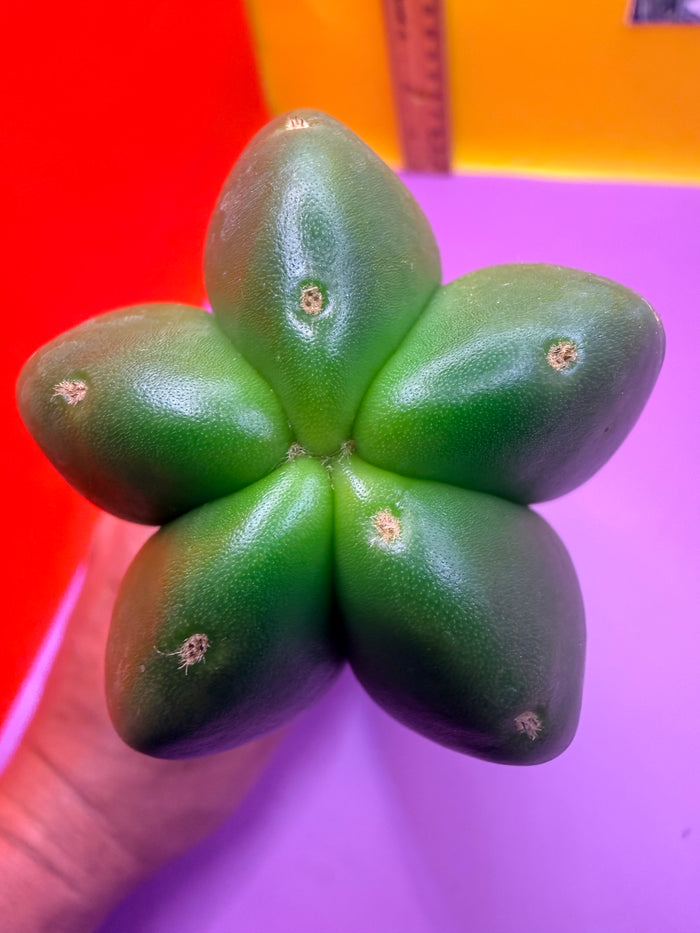 JUICE BOX 🧃! Trichocereus  Scopulicola
