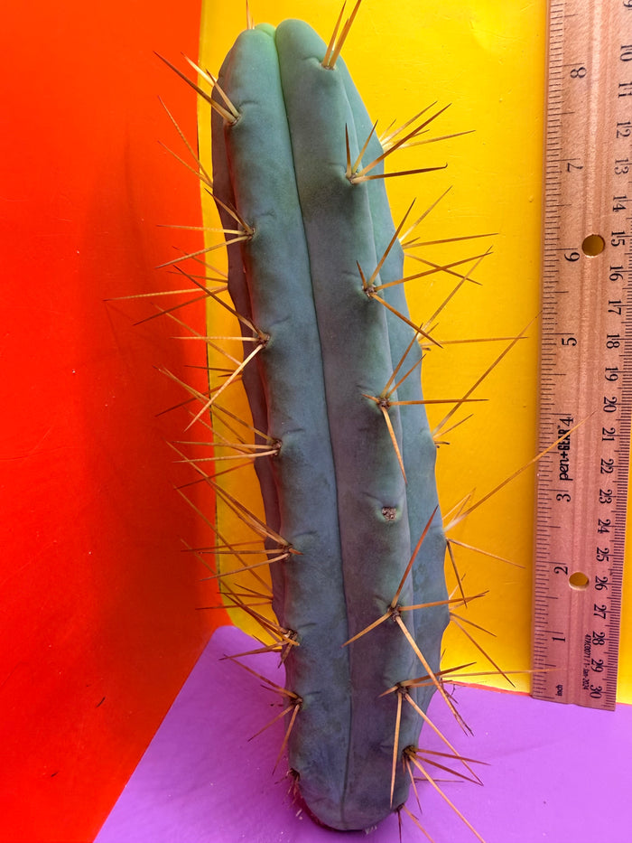 Kactus Kate Bridgesii